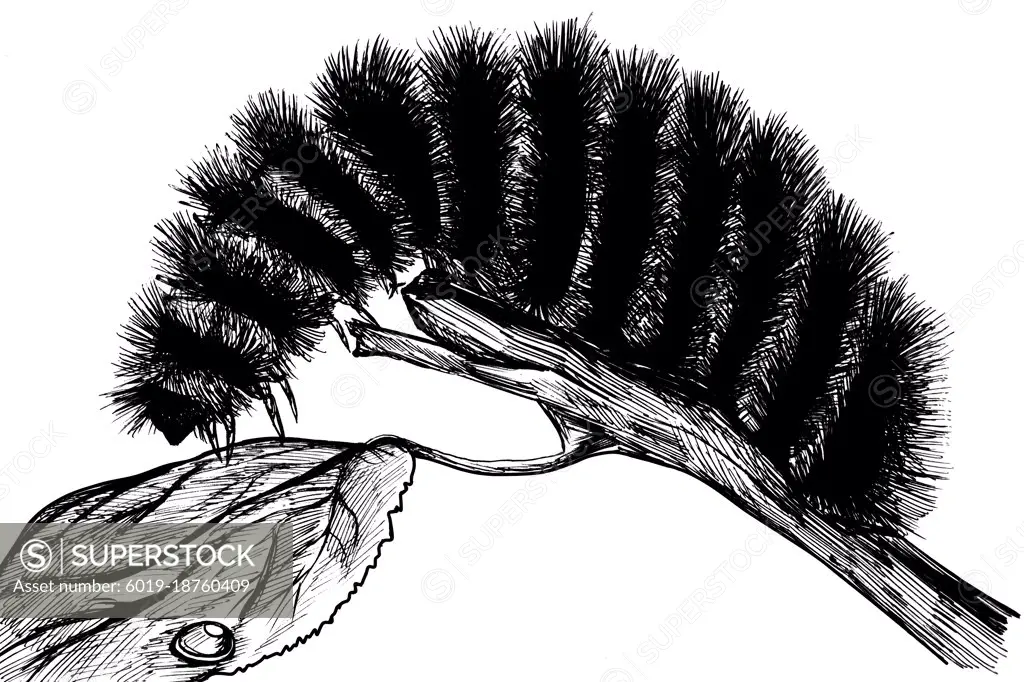 Fuzzy Caterpillar Black Ink Illustration