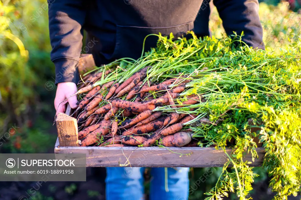 Woman harvests carrots from her garden