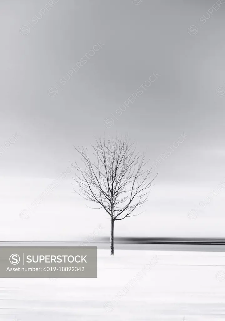 Minimalist black and white image of lone tree on a snowy winter day.