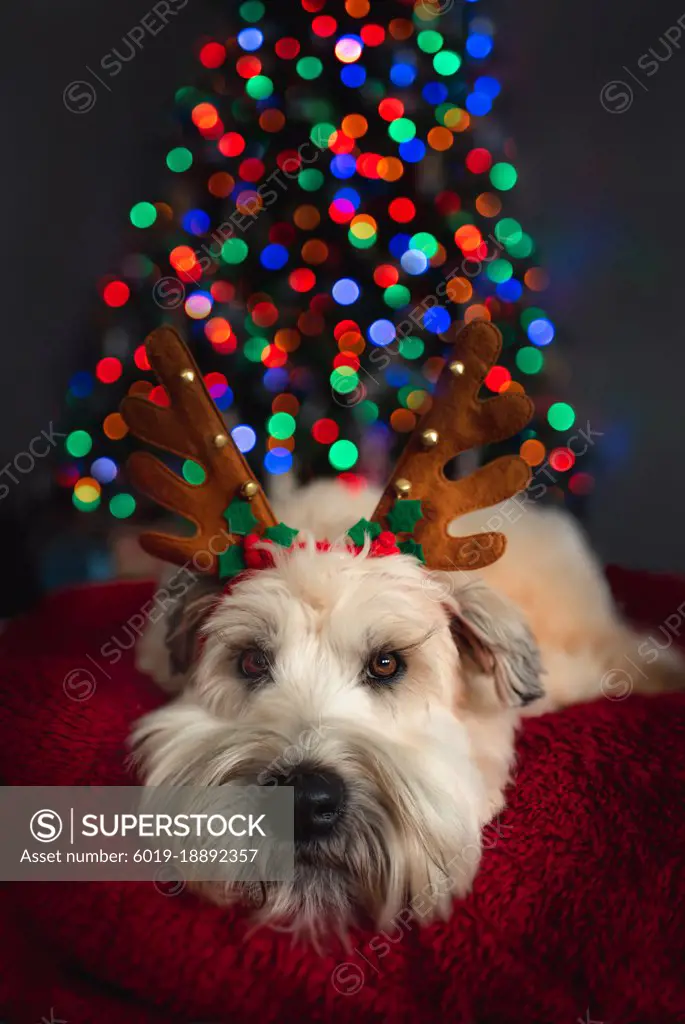 Portrait of cute dog wearing antlers in front of Christmas tree.