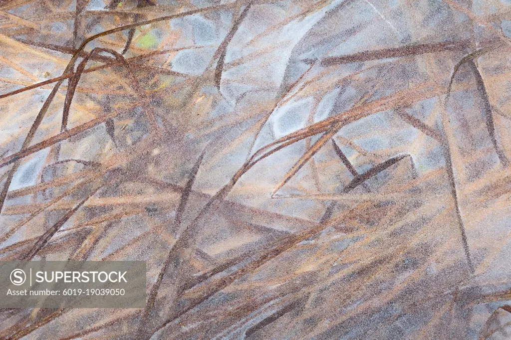 Ice-locked reed in the floodplains of river Turiec in Slovakia.