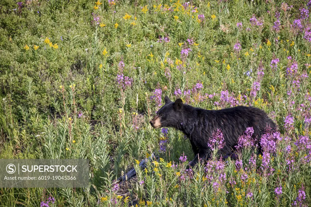 An adult female black bear in Yellowstone National Park, Wyoming