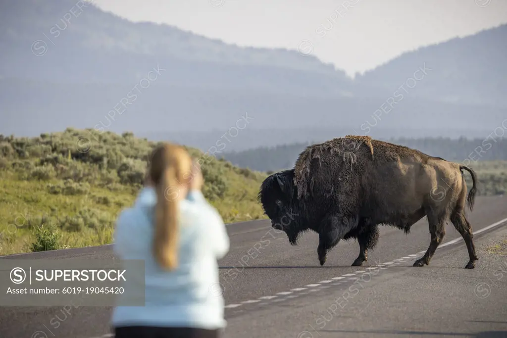 A bison crosses a road in Yellowstone National Park, Wyoming.