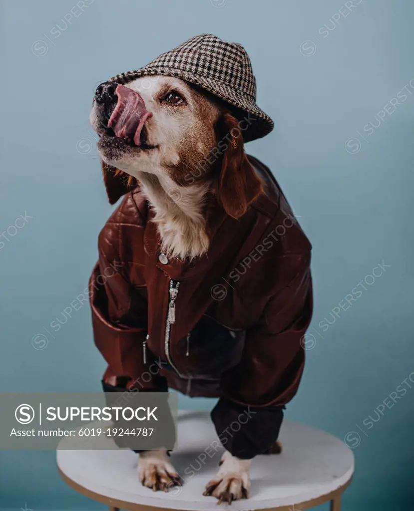 dog in jacket and hat with tongue