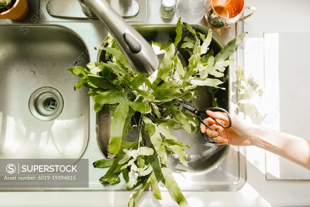 house plants in kitchen sink being trimmed with plant scissors