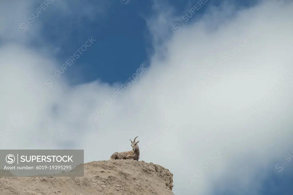 A Mountain goat on cliff  in the vista of Badlands National Park