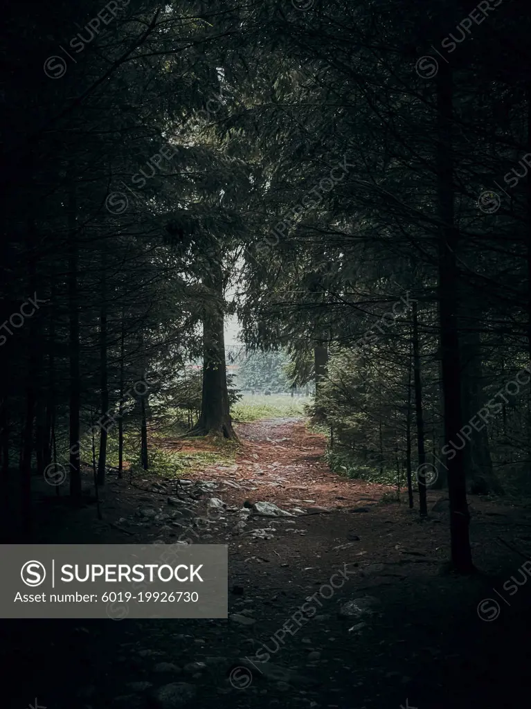 Dark forest with rocky path with light in the end