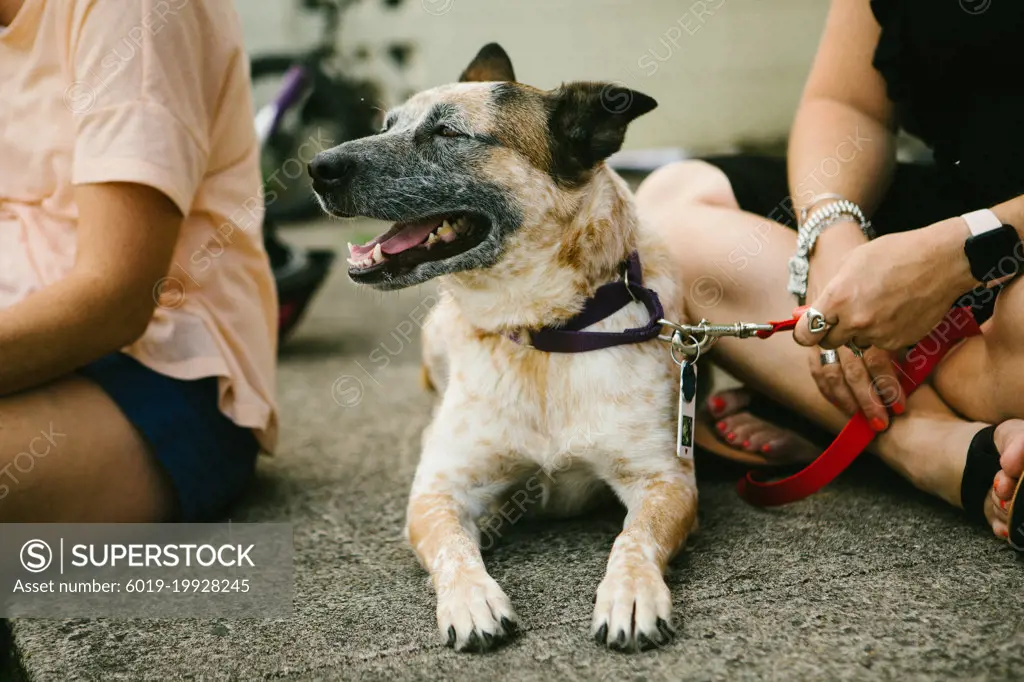 German shepherd mix dog happy sitting with owners