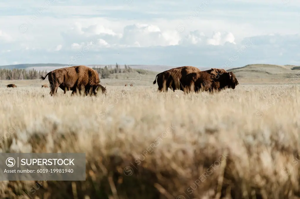 Bison in Yellowstone National Park