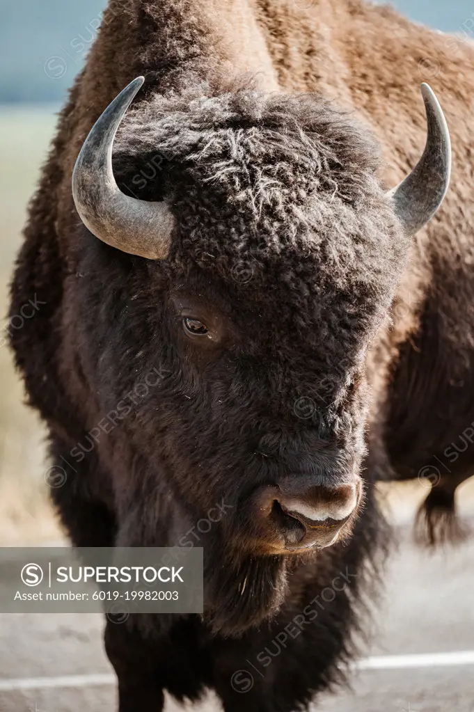 Bison Grazing in Hayden Valley, Yellowstone National Park