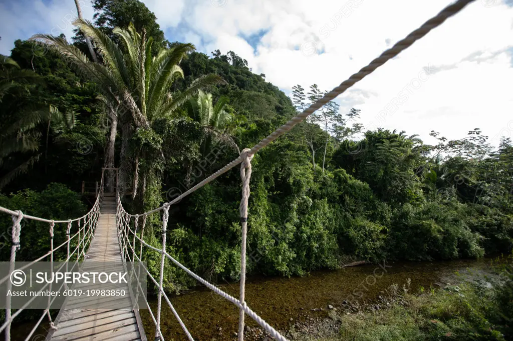 Wooden swing rope bridge over river in the Belize rainforest