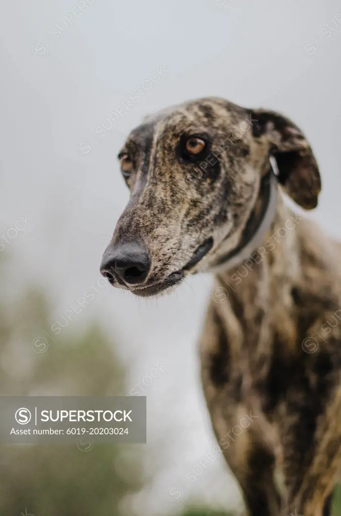 Brindle greyhound with antiparasitic gray collar