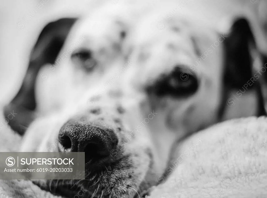 Focused dalmatian truffle in black and white