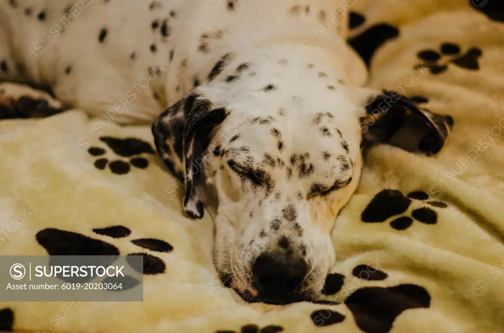 Dalmatian sleeping on a bed with footprints