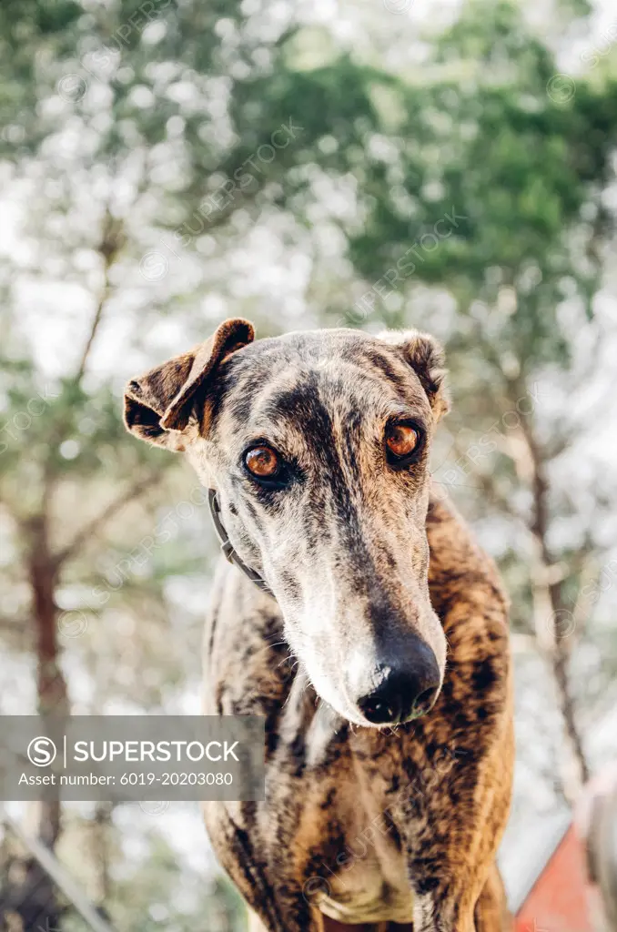 Brindle greyhound looking down with bokeh of trees behind