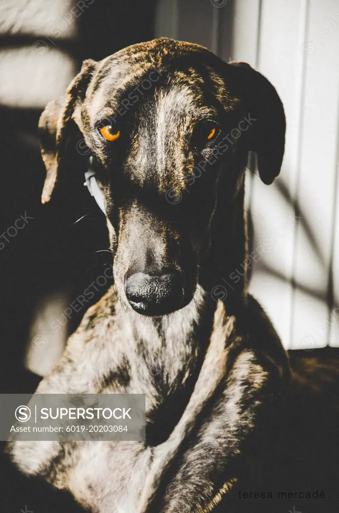 Brindle greyhound with brown eyes and shadows in his body