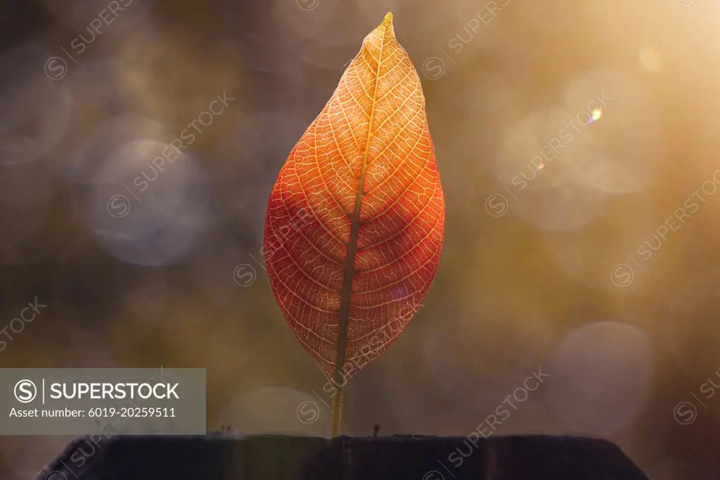 brown tree leaf in the nature, autumn leaves and autumn colors