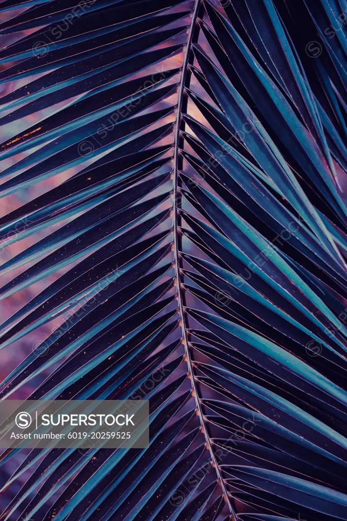 blue palm tree leaves, blue background