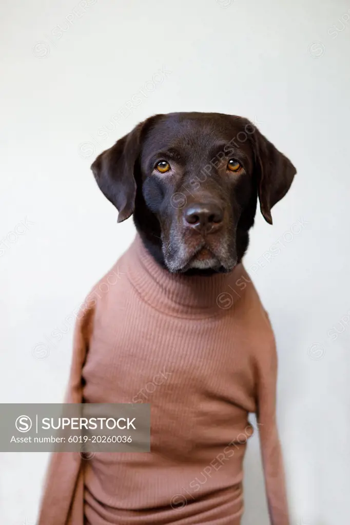 An adult dog in a human jacket looks at the camera. Labrador retriever