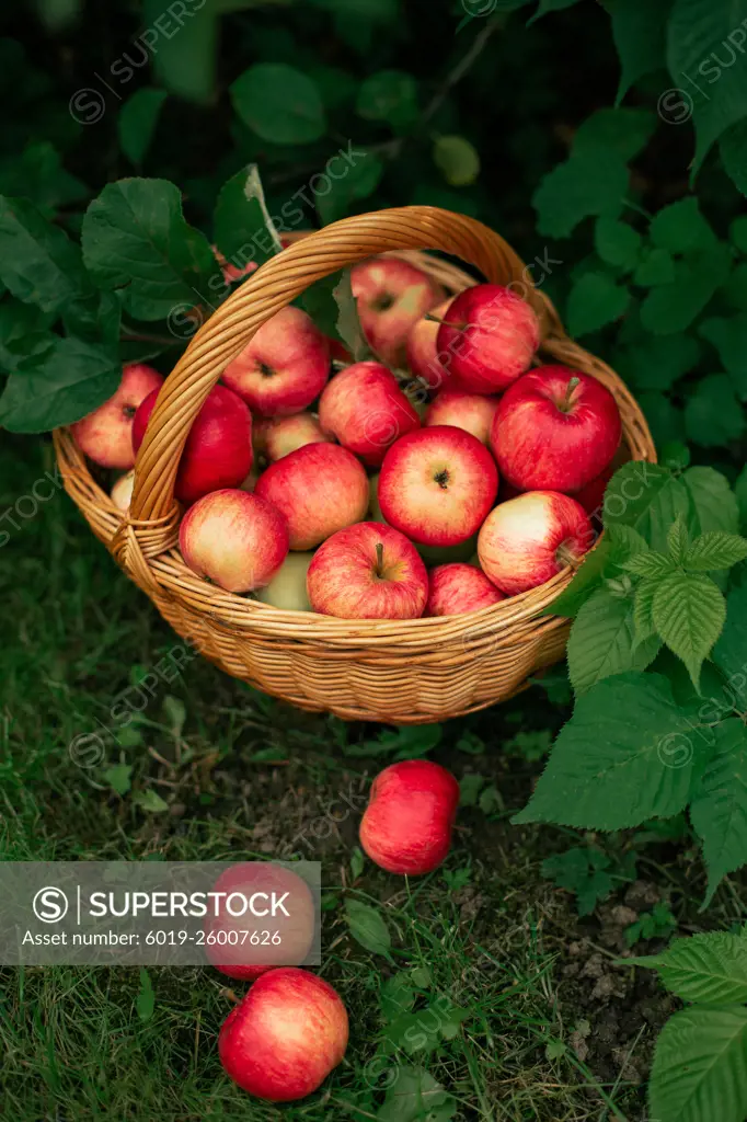 apples in a basket autumn harvest