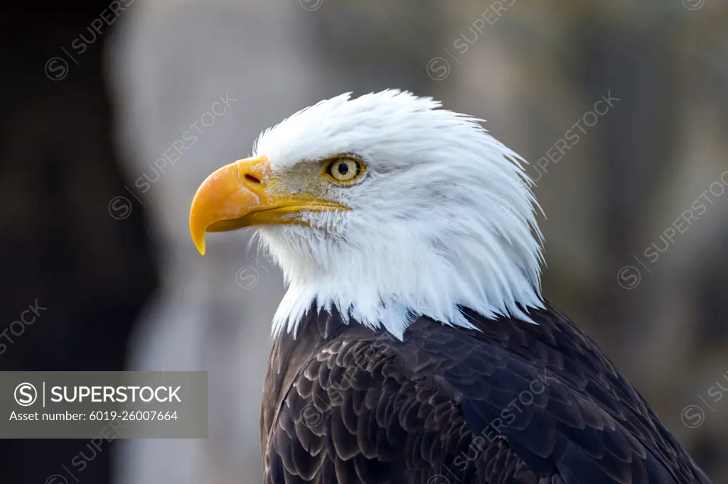 águila calva vista de lado