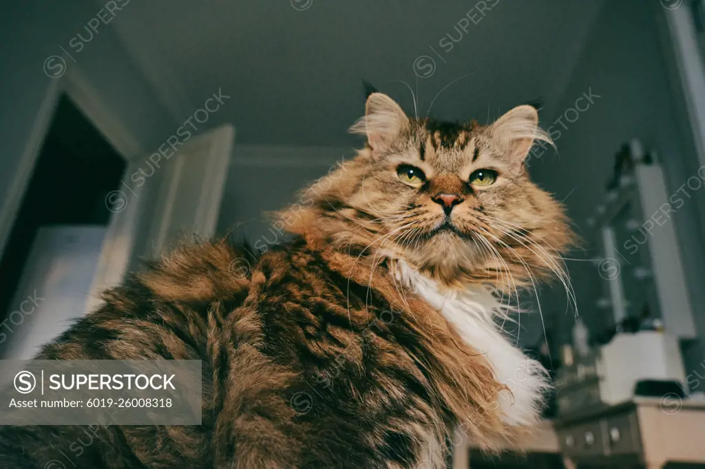 Portrait of a Norwegian forest cat on a light background.