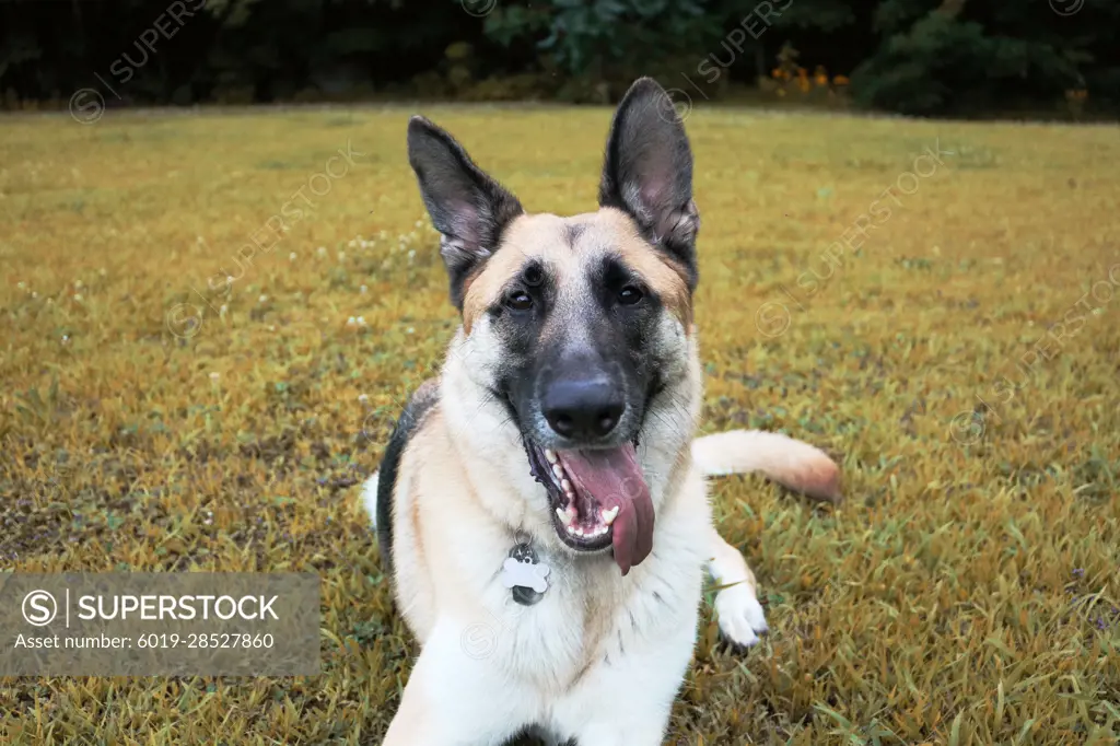 German Shepherd lays down in grassy backyard