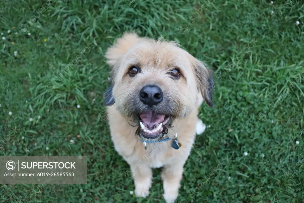 Happy dog sits in the grass on a summer day