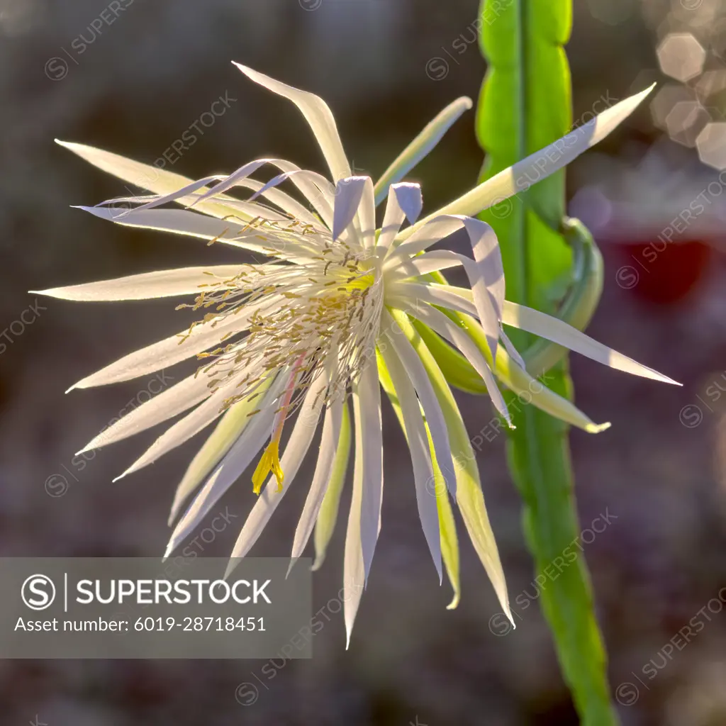 Flower of the Epiphyllum Hookeri Orchid Cactus