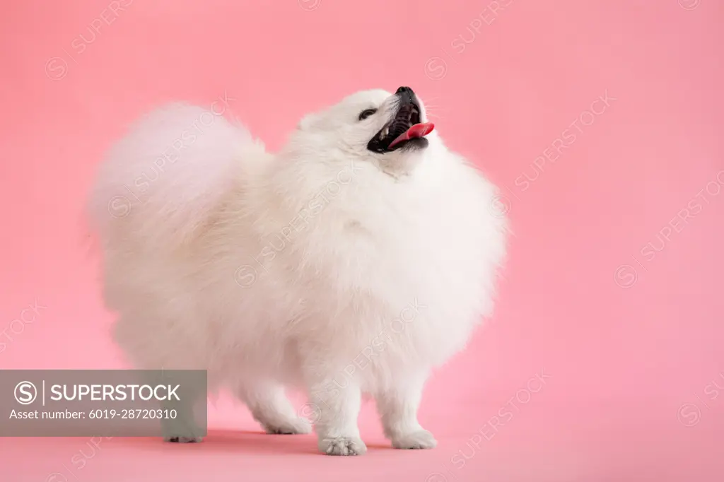 Dog breed pomeranian spitz funny stay on a pink background