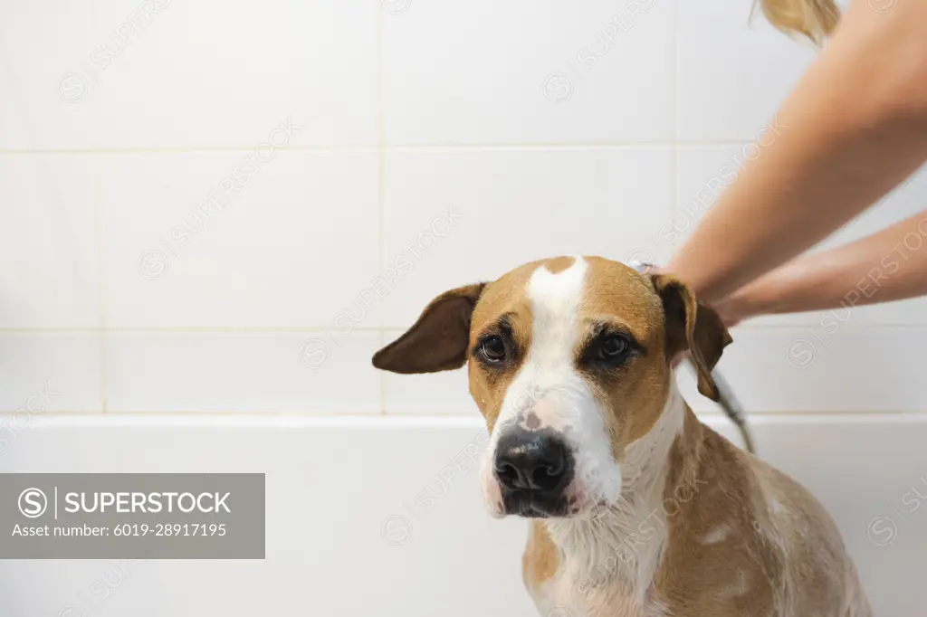 Cleaning the dog in bathroom. Taking care and hygiene of pets, h