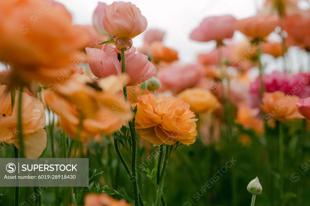 Pink and peach colored flower fields