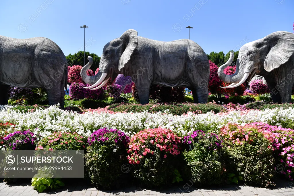 Very colouful Dubai Miracle Garden