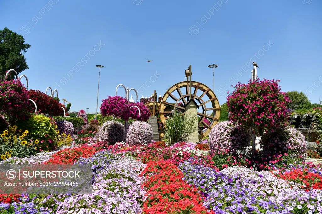 The very colourful Dubai Miracle Garden