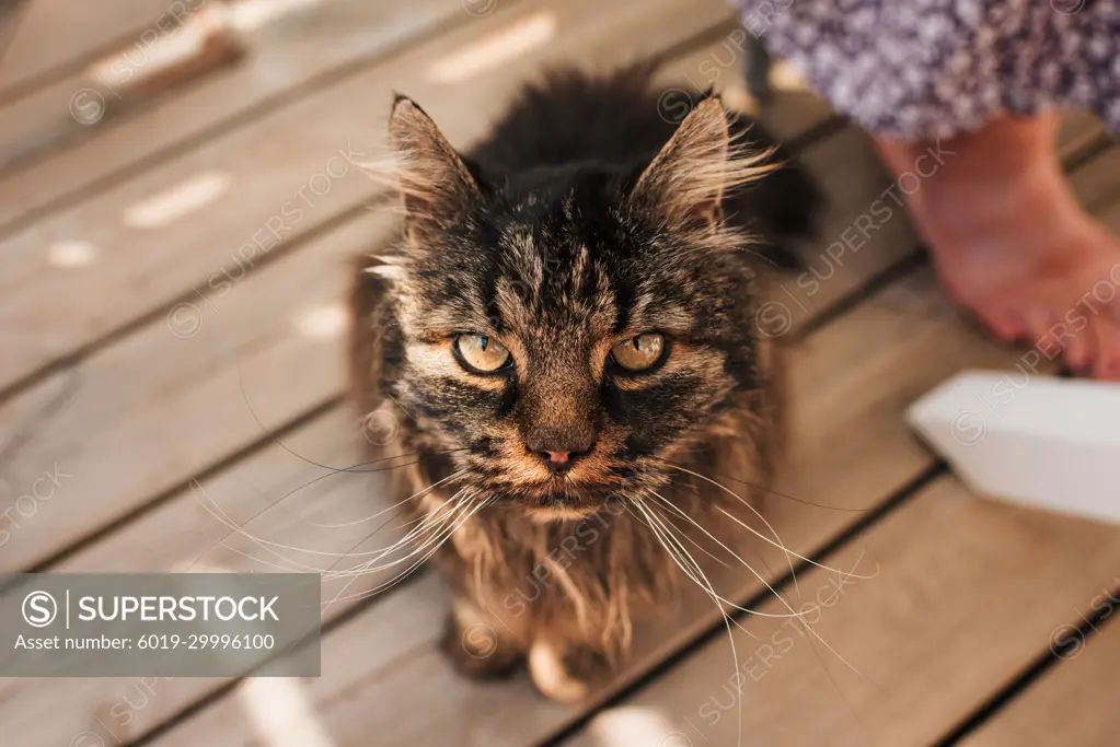 portrait of a cat looking up at the camera outside