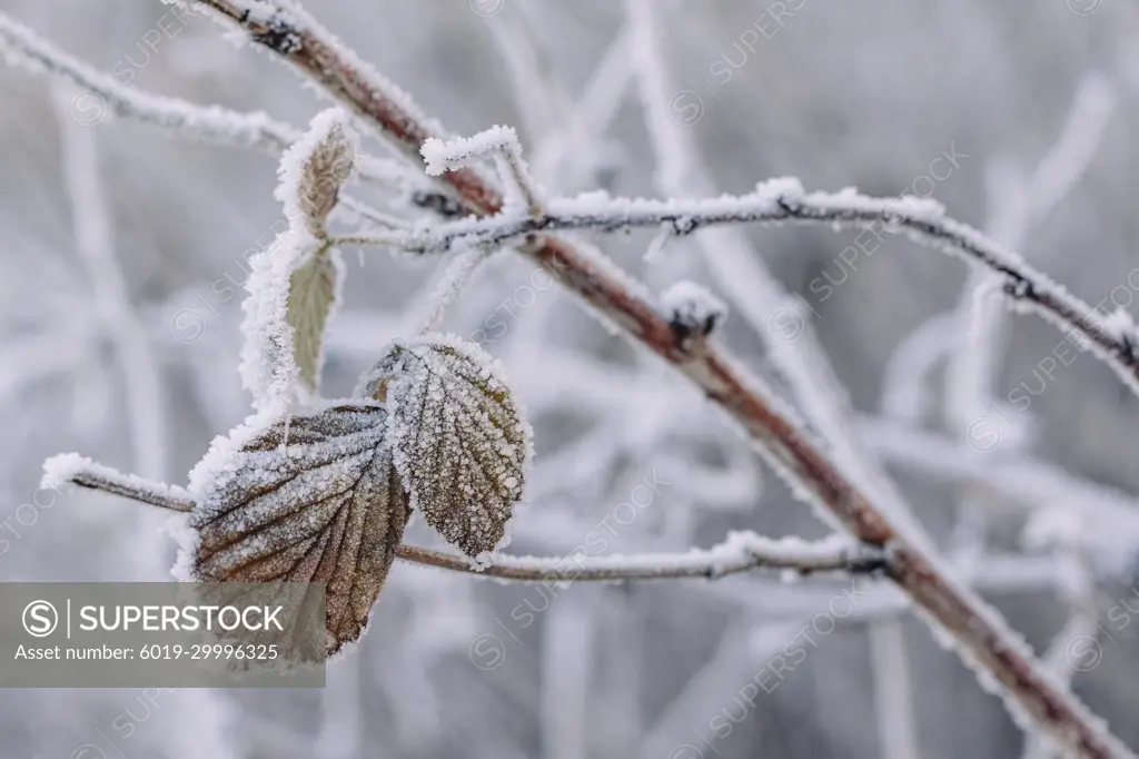 Bramble leaves covered in frost and ice