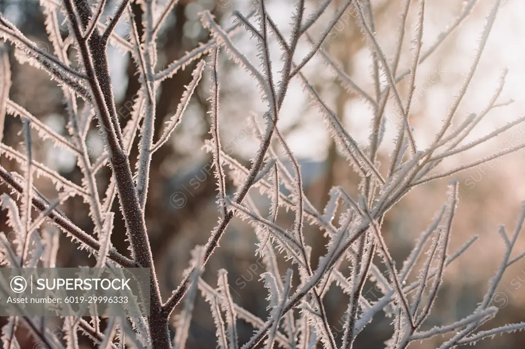 Soft golden light on frozen tree branches on a sunny winter afternoon