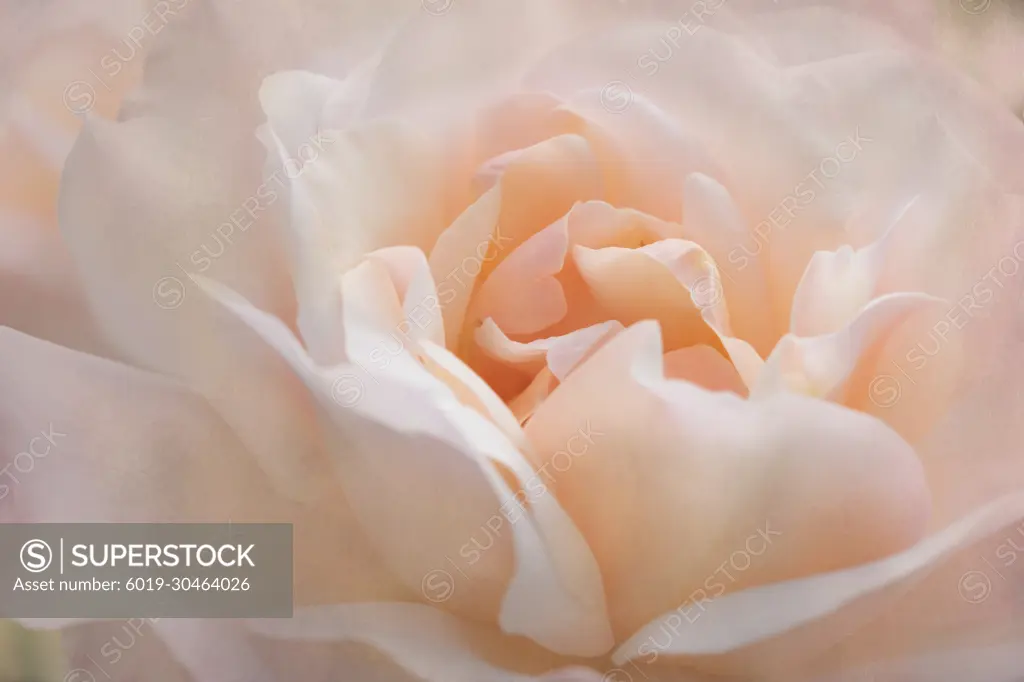 Peach rose blooming in spring garden.