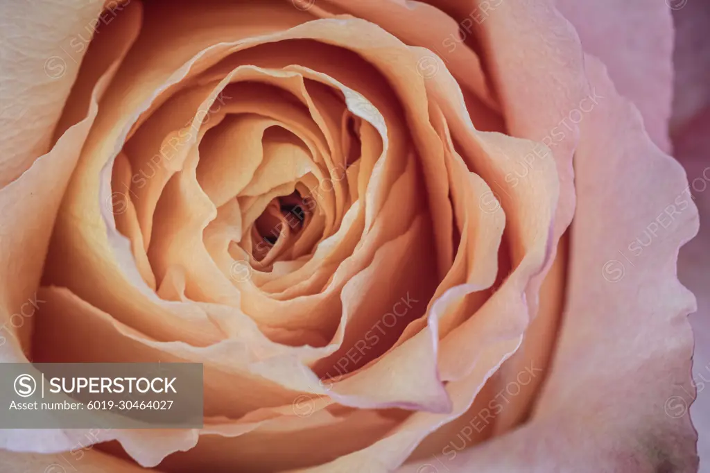 Peach rose blooming in spring garden.