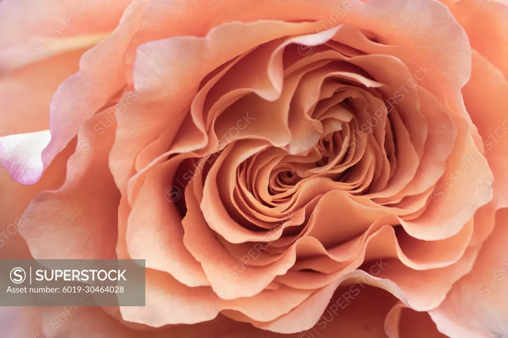 Pink rose blooming in spring garden.