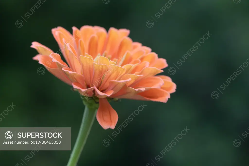 Peach zinnia flower in bloom in summer garden.