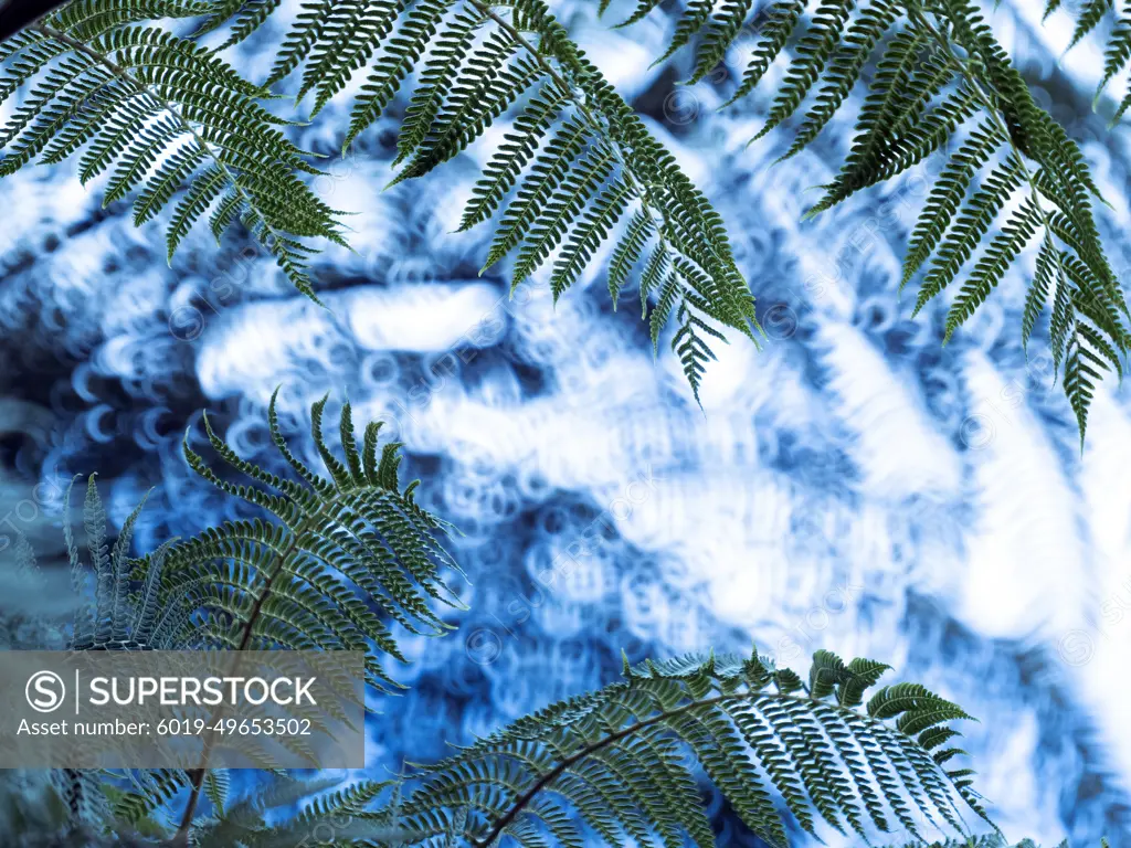 Fern (Tracheophyta), fern leaves, Madeira, Portugal