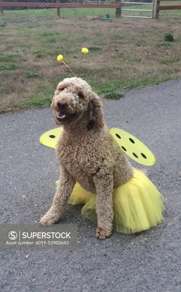 Golden doodle dog wearing bee costume for Halloween