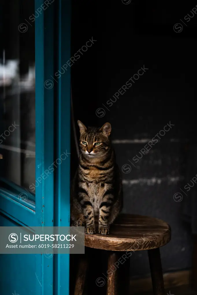 Street cat in Istanbul, Turkey