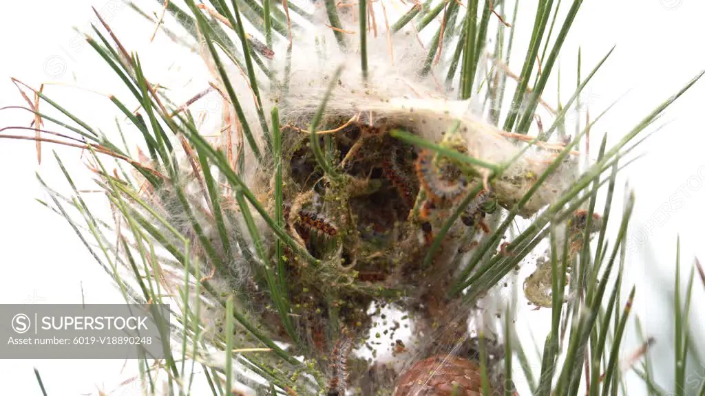 Cocoon Reveals Pine Processionary Caterpillar Pest Destroying a Tree SuperStock