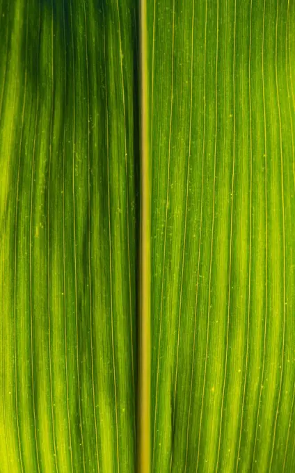 Green growing leaves of maize in a field.