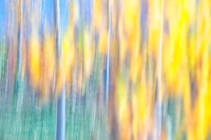 Poplar forest.Spain, Cuenca, Wicker cultivation in Canamares in autumn