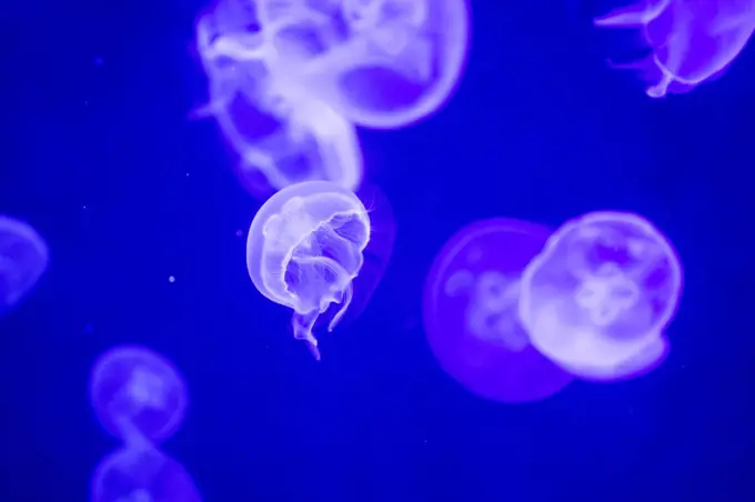 Blurry Colorful Jellyfishes floating on waters. Green Moon jelly