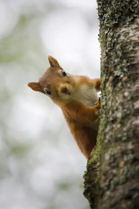 A red squirrel climbing a tree and looking straight at the camera.