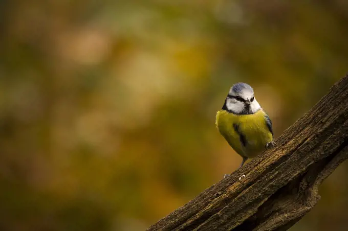 A blue tit bird perched on a branch